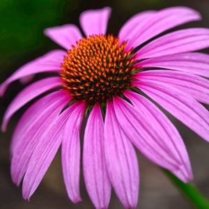 Meet your Posher, Ann